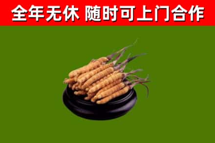泗洪回收散虫草